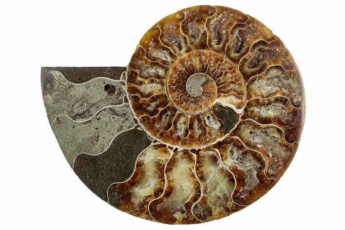 Cut & Polished Ammonite Fossil (Half) - Madagascar #329167